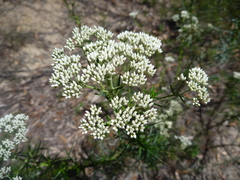 Cassinia maritima