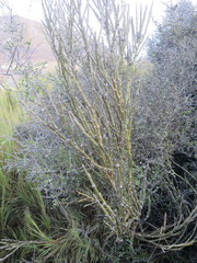 Carmichaelia crassicaulis