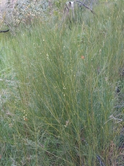 Acacia ptychoclada