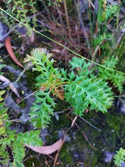 Grevillea acanthifolia