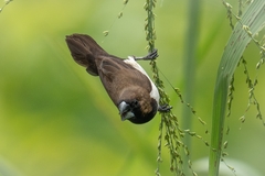 Javan Munia photo 2