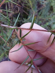 Acacia ulicifolia