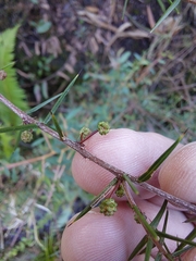 Acacia ulicifolia
