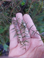 Acacia ulicifolia