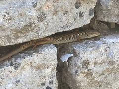 Elgaria multicarinata