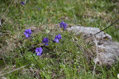 Viola calcarata
