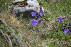 Viola calcarata