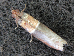 Calguia defiguralis