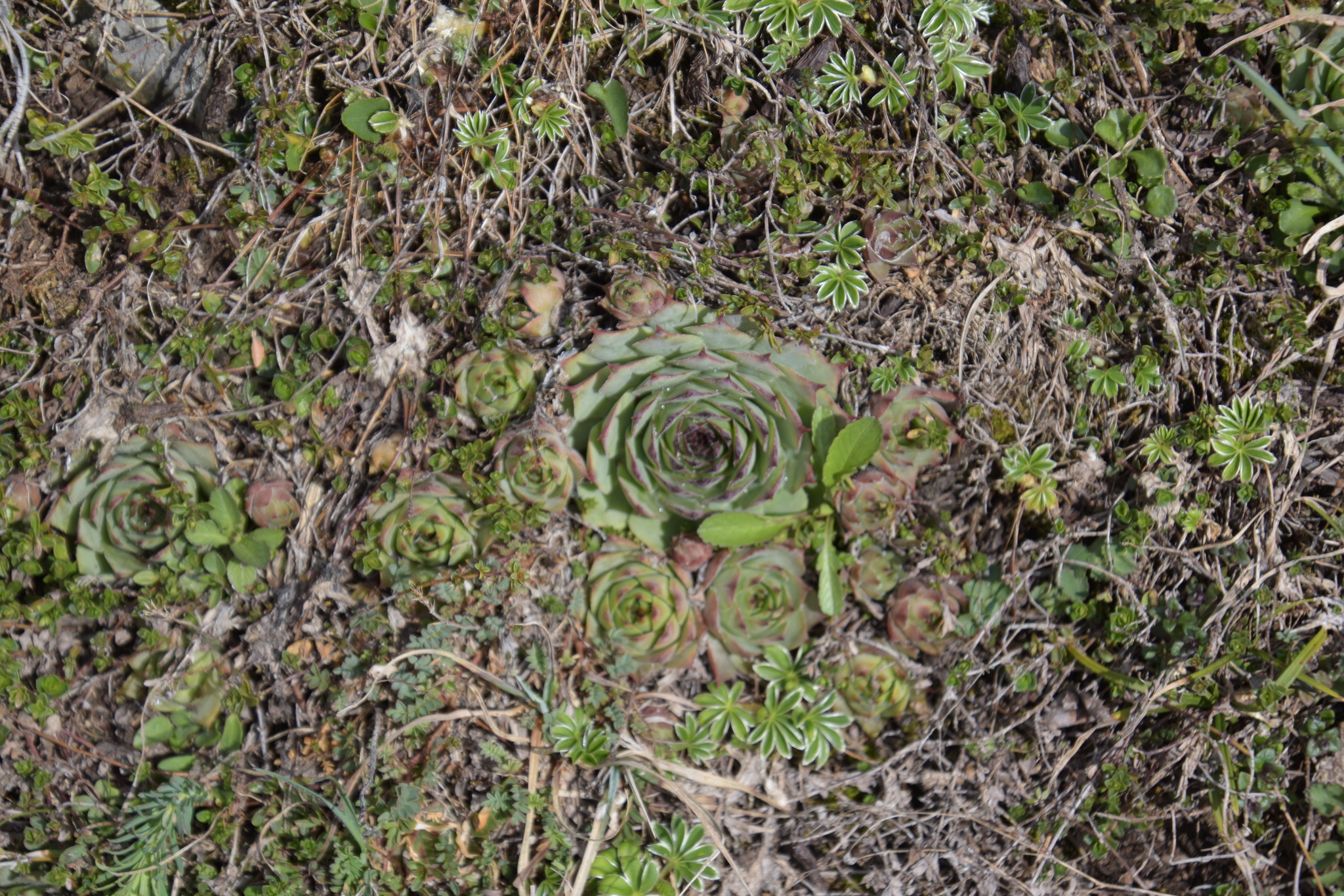 Sempervivum 'Silverine'