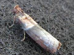 Calguia defiguralis