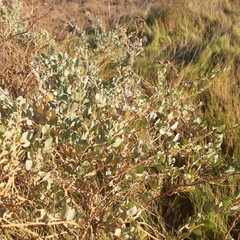 Atriplex vestita