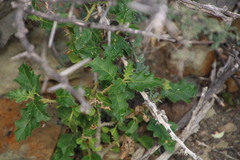 Solanum capense