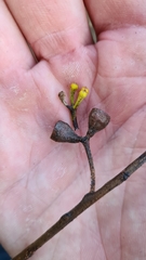 Eucalyptus sieberi