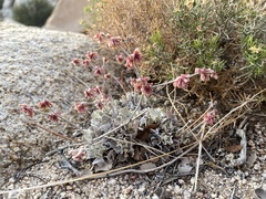 Eriogonum saxatile