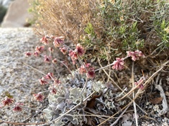 Eriogonum saxatile