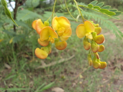 Sesbania virgata