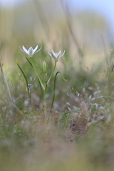 Ornithogalum orthophyllum kochii