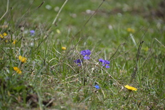 Viola calcarata