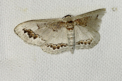 Dithalama cosmospila