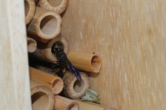 Pararrhynchium ornatum