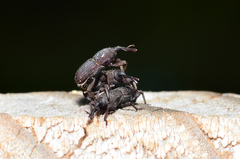 Sitophilus rugicollis