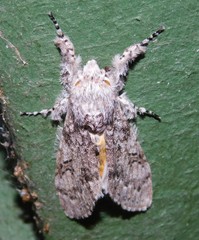 Eudasychira proleprota