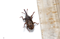 Sitophilus rugicollis
