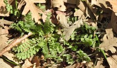 Ornithopus perpusillus