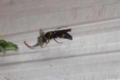 Anterhynchium flavomarginatum