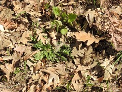 Ornithopus perpusillus