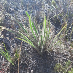 Corymbium villosum
