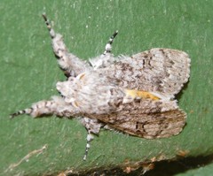 Eudasychira proleprota