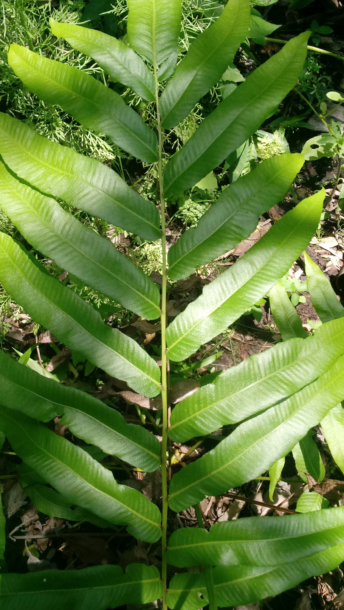 Meniscium serratum