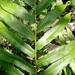 Dentate Lattice-vein Fern - Photo (c) Ross Bailey, some rights reserved (CC BY-NC), uploaded by Ross Bailey