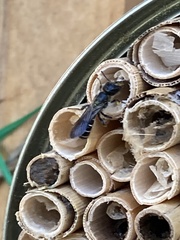 Chelostoma florisomne