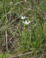 Ornithogalum orthophyllum kochii