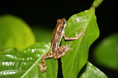 Pedostibes tuberculosus