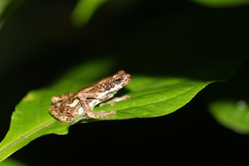 Malabar Tree Toad, Pedostibes tuberculosus