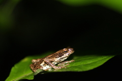 Pedostibes tuberculosus