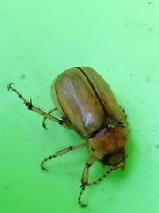 Rhizotrogus aestivus