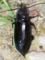 Mallodon dasystomus