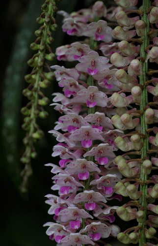 Image of Rhynchostylis retusa by (c) madhavan a.p, some rights reserved (CC BY)