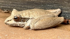 Litoria spaldingi