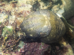 Sepia tuberculata