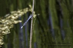 Enallagma recurvatum