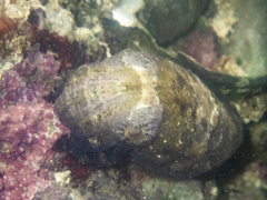Sepia tuberculata