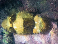 Sepia tuberculata