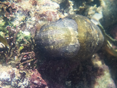 Sepia tuberculata