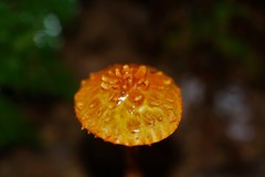 Agaricus trisulphuratus