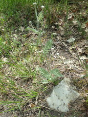 Anthemis ruthenica